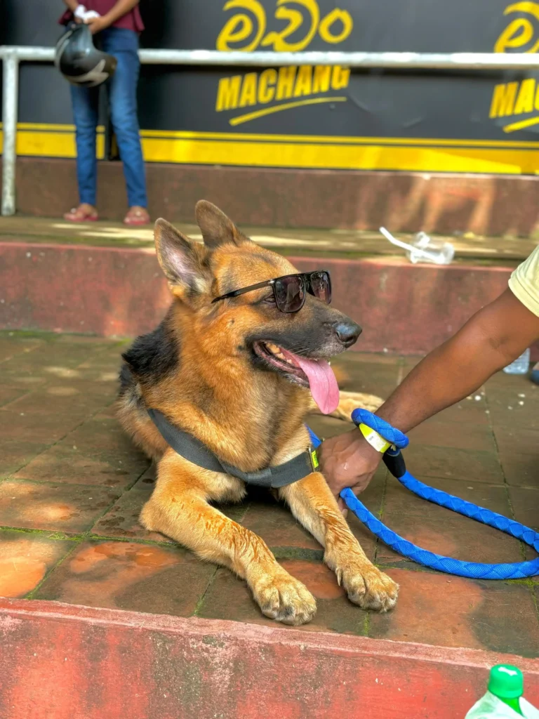 viharamahadevi dog festival 2024