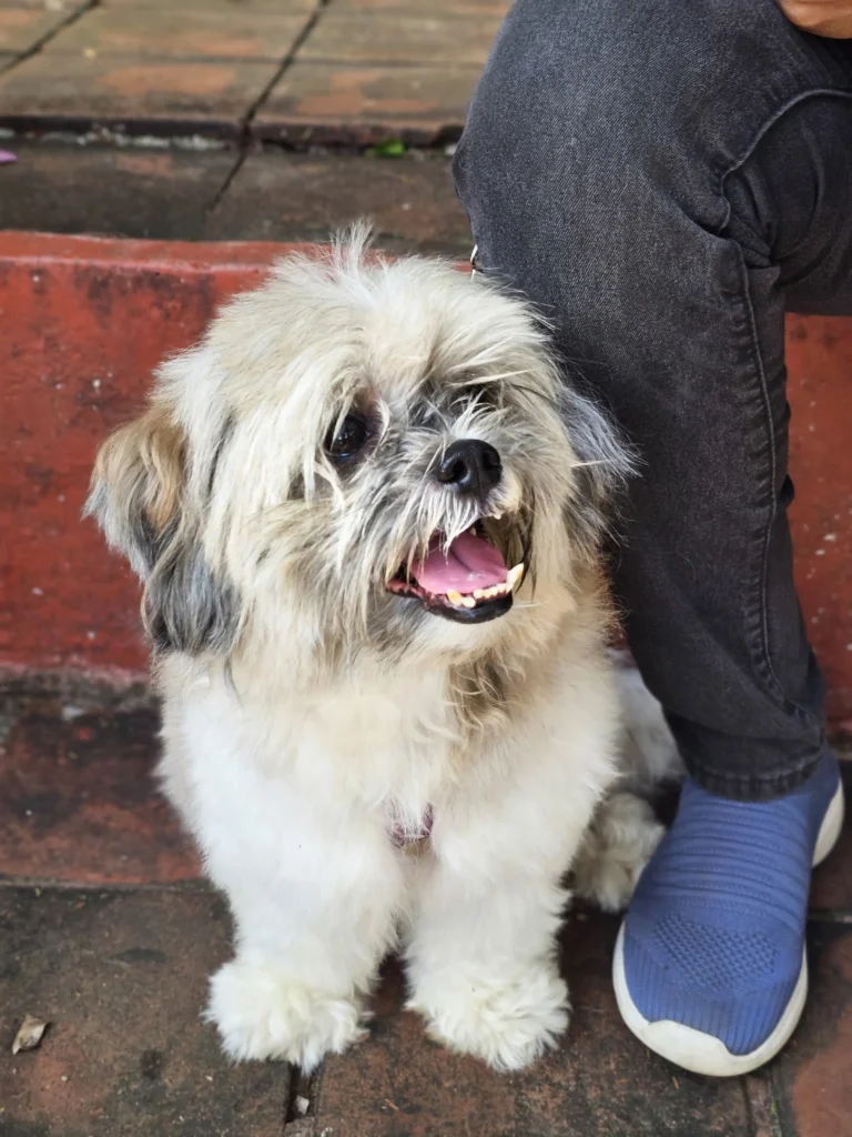 cute dog in dog festival