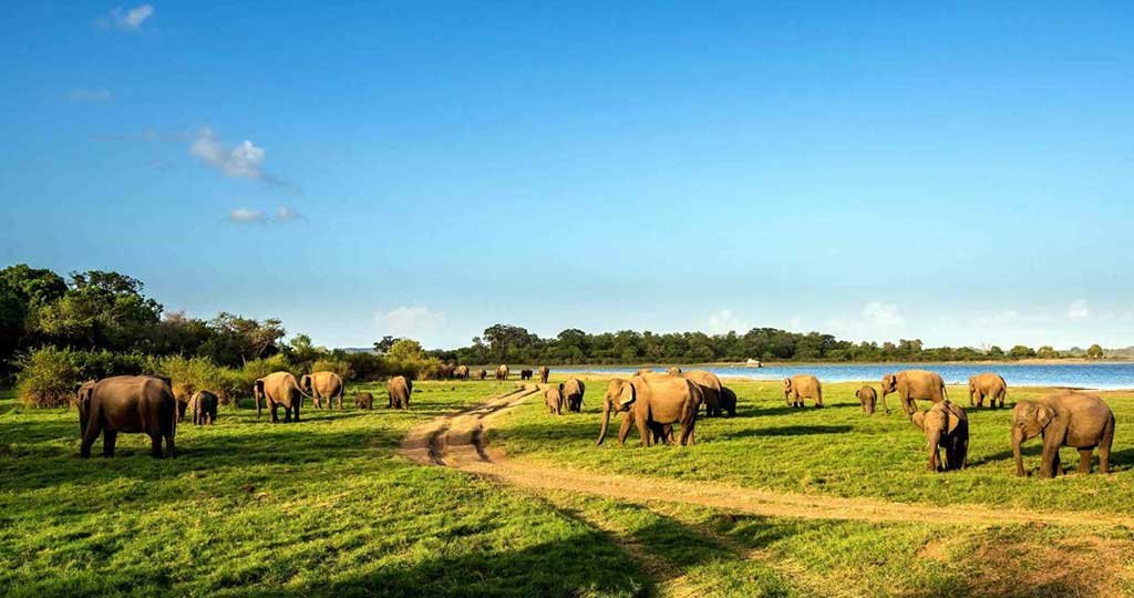 Minneriya National Park