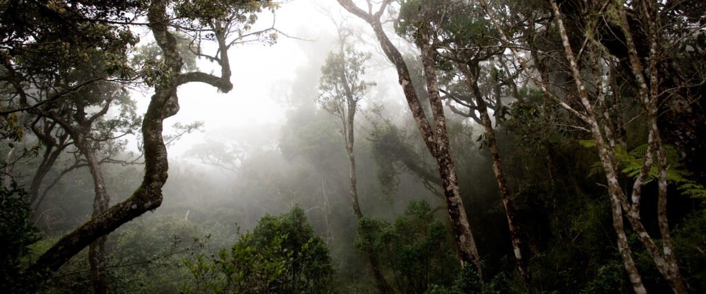 Sinharaja Forest