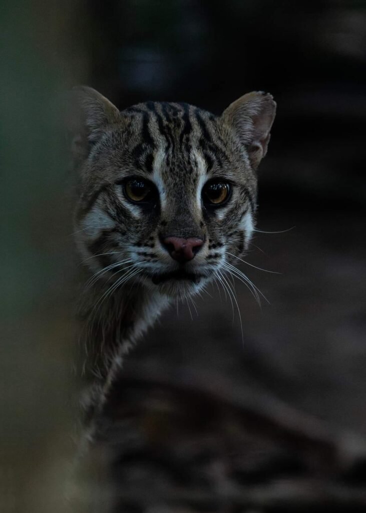 Close-up of a fishing cat with striking facial markings and intense yellow eyes, peering through the darkness in Bundala National Park.