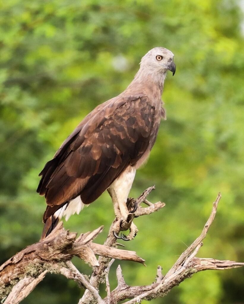 A majestic eagle perched on a branch, looking intently forward with a blurred green foliage background in Bundala National Park.