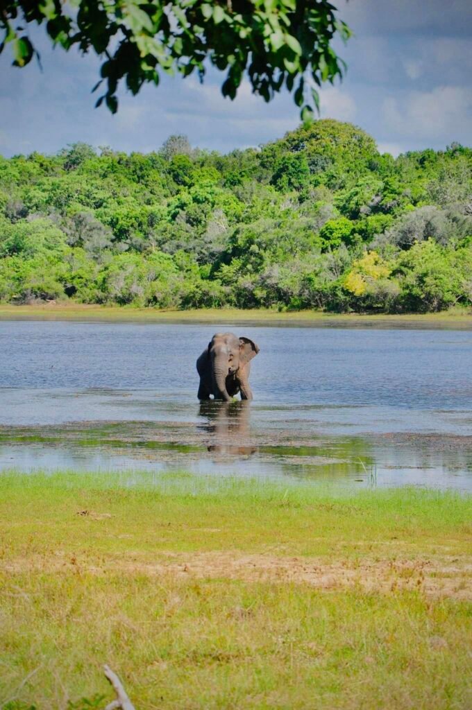 A wild elephant wading through a serene lake surrounded by lush greenery in Wilpattu National Park