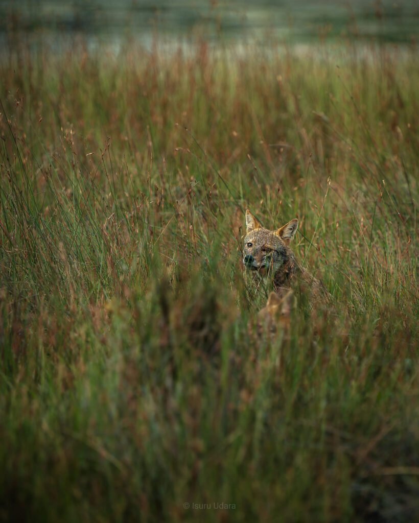 A jackal partially hidden in the tall grass, blending into its natural habitat in Wilpattu National Park