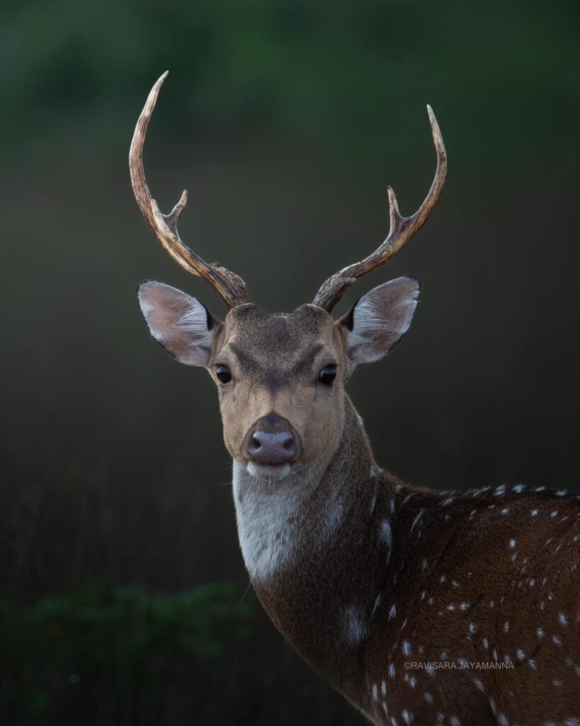 A close-up of a spotted deer with majestic antlers, gazing directly at the camera in Wilpattu National Park